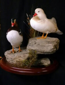 Ducks Mount